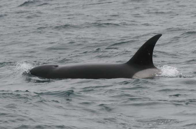 Female or young male Orca